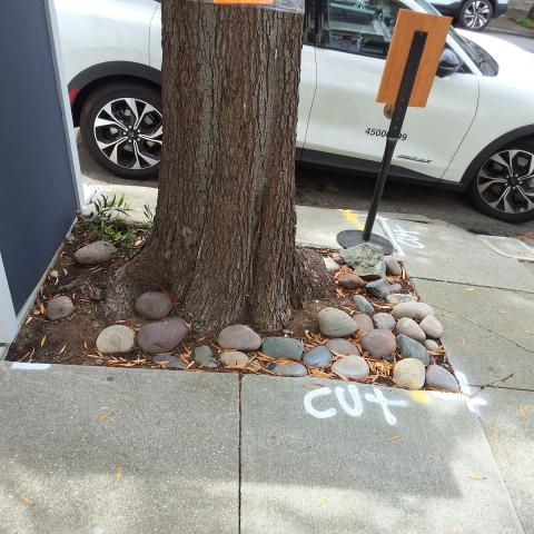 1326 Masonic Ave tree