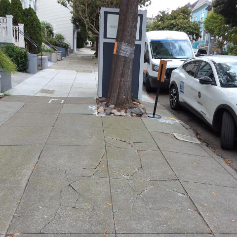 1326 Masonic Ave tree