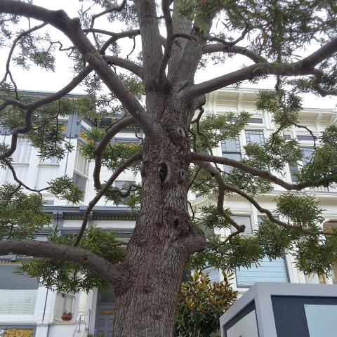 1326 Masonic Ave tree