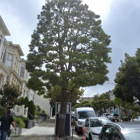 1326 Masonic Ave tree