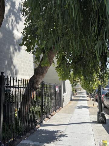 145 Guerrero St tree