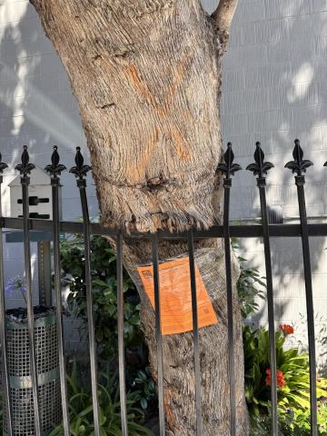 145 Guerrero St tree