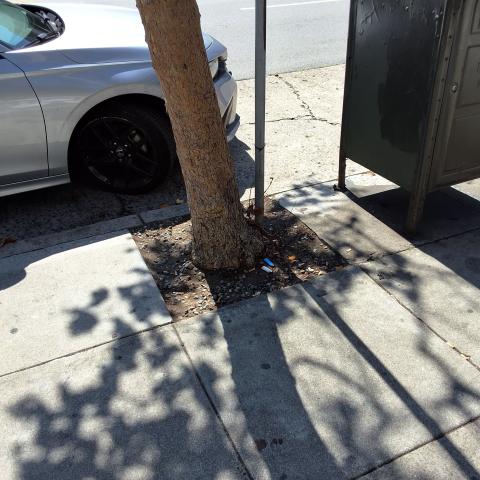 1590 Broadway tree