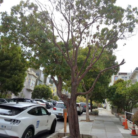 716 Waller St tree