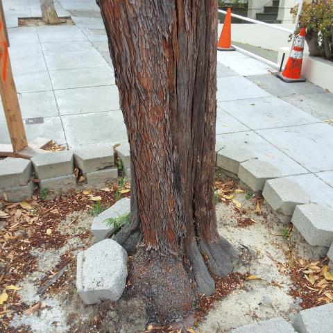 716 Waller St tree