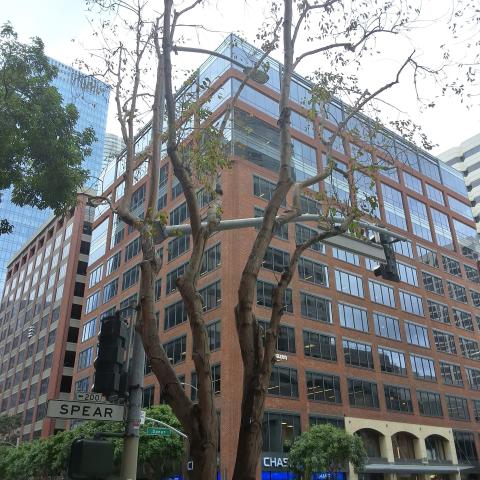 77 Howard St tree