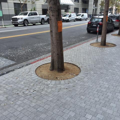 77 Howard St tree
