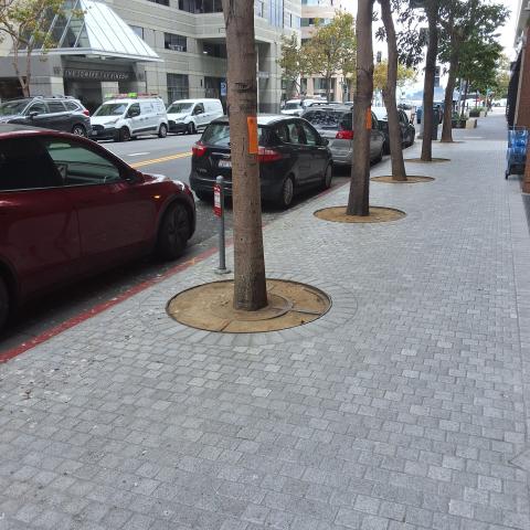 77 Howard St tree