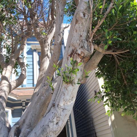 975 Church St tree