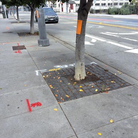 1108 4th St tree