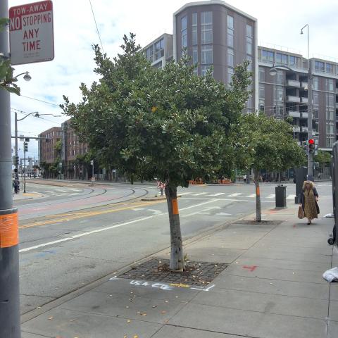 1108 4th St tree