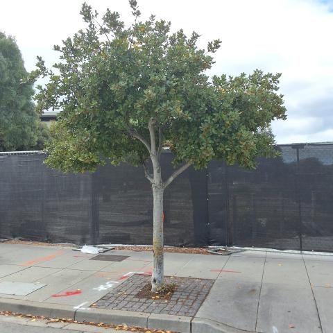 1108 4th St tree