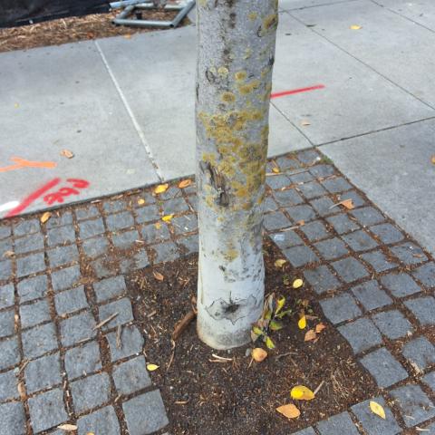 1108 4th St tree