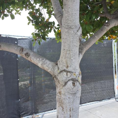 1108 4th St tree