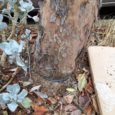 335 Coleridge St tree