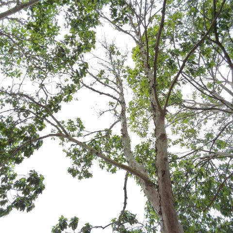 335 Coleridge St tree