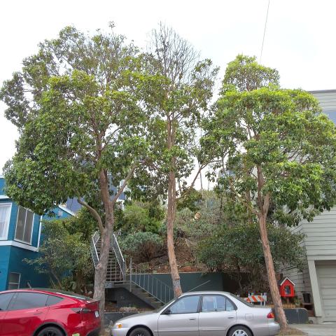 335 Coleridge St tree