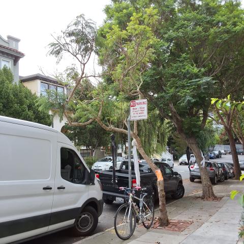 354 Coleridge St tree