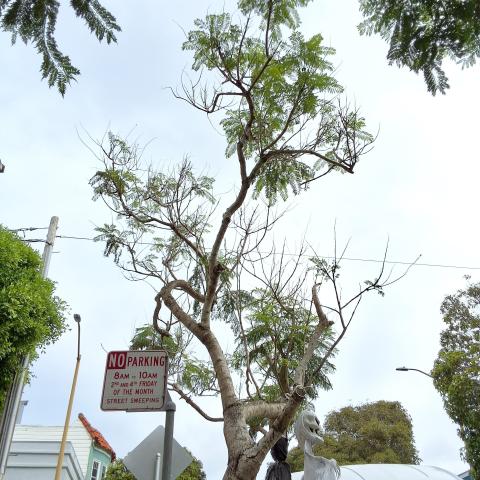 354 Coleridge St tree