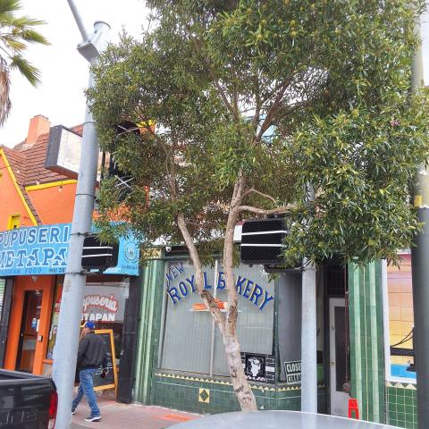 4769 Mission St. tree