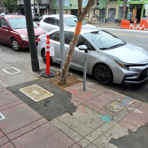 4769 Mission St. tree