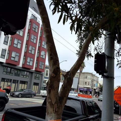 4769 Mission St. tree