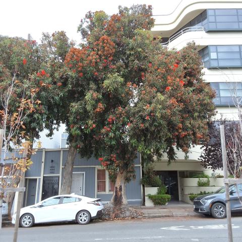 1442 Broadway tree