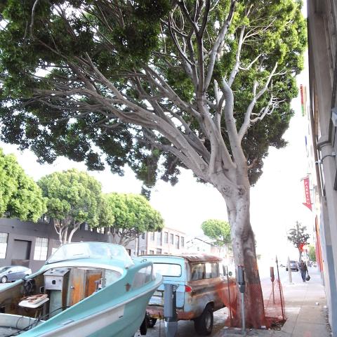 200 Potrero Ave tree