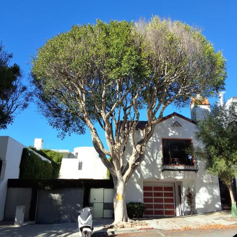 336 Lombard St tree
