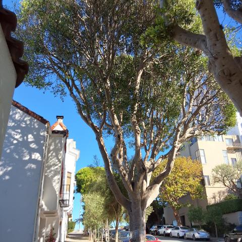 336 Lombard St tree
