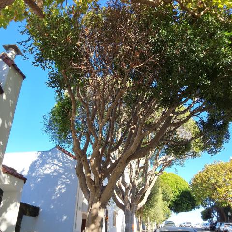 348 Lombard St tree