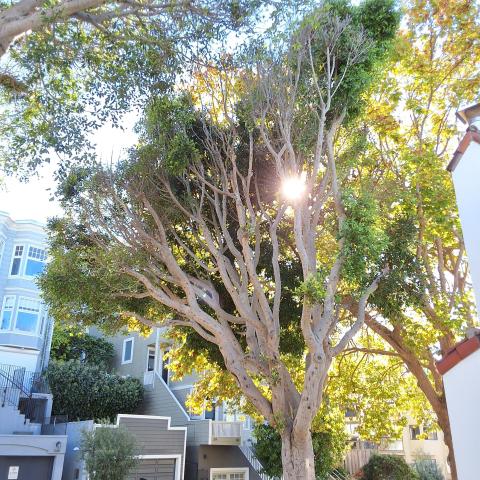 348 Lombard St tree