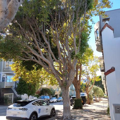 348 Lombard St tree