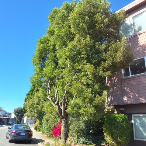 425 Gold Mine Dr tree