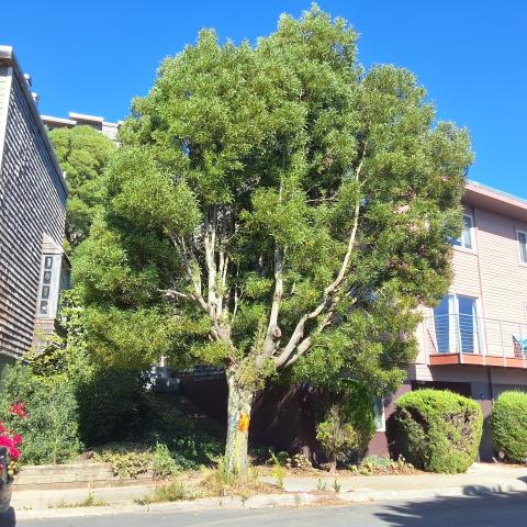 425 Gold Mine Dr tree