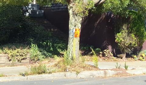 425 Gold Mine Dr tree