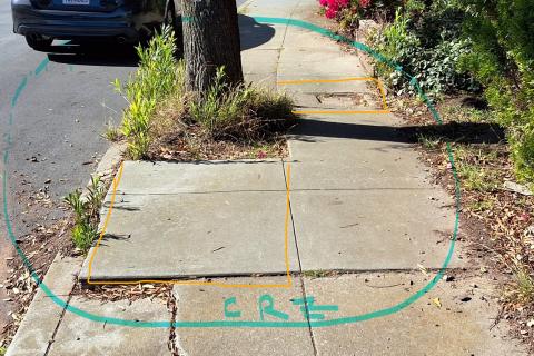 425 Gold Mine Dr tree