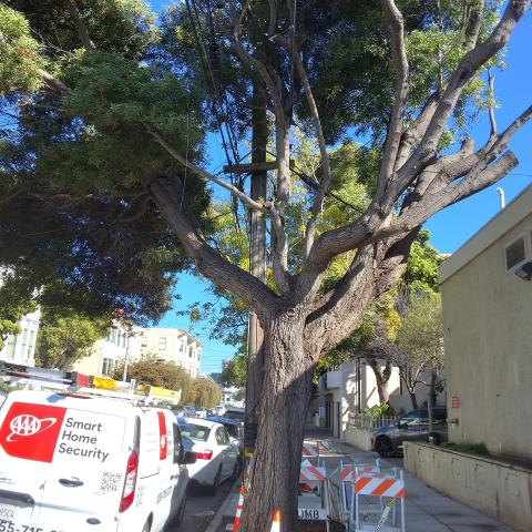 455 Elizabeth Street tree