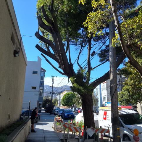 455 Elizabeth Street