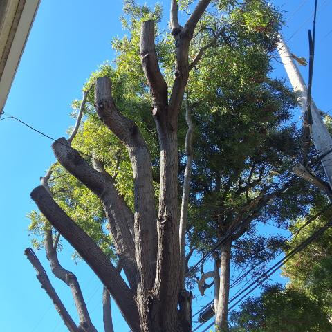 455 Elizabeth Street