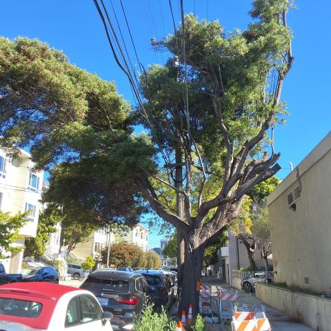 455 Elizabeth Street