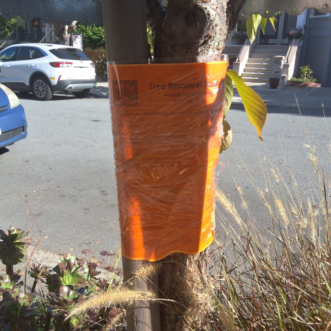 57 Carmelita Street tree