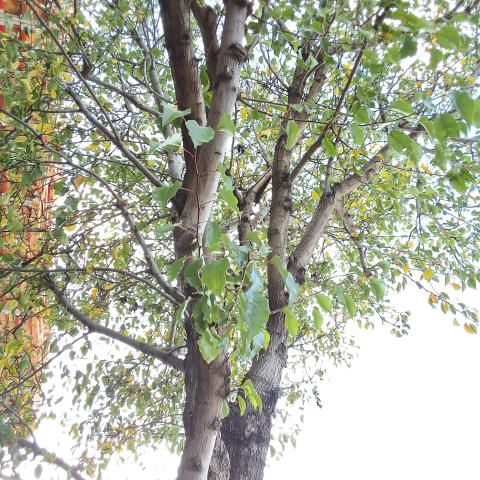 1515 South Van Ness Ave tree