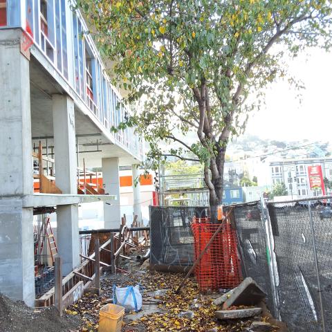 1515 South Van Ness Ave tree