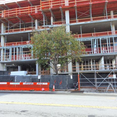 1515 South Van Ness Ave tree