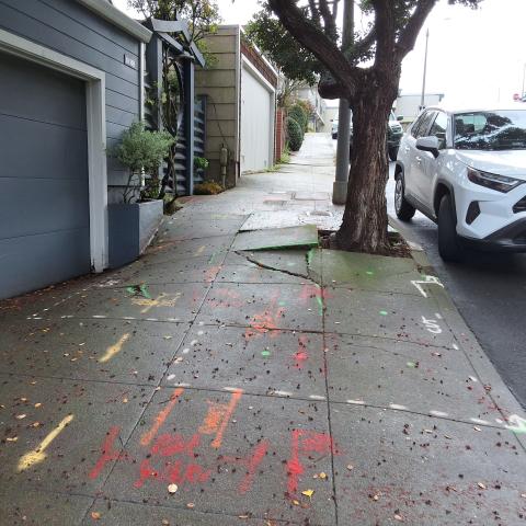 1911 Diamond St. tree