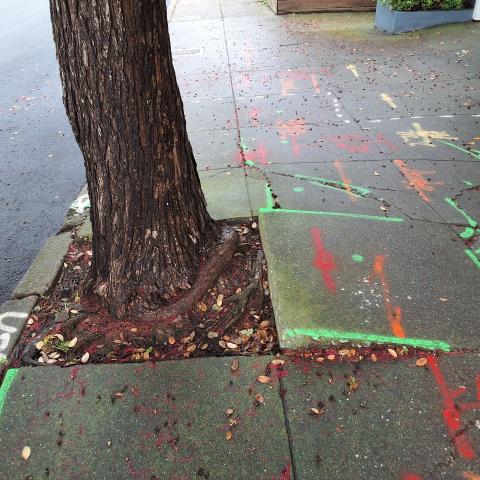 1911 Diamond St. tree