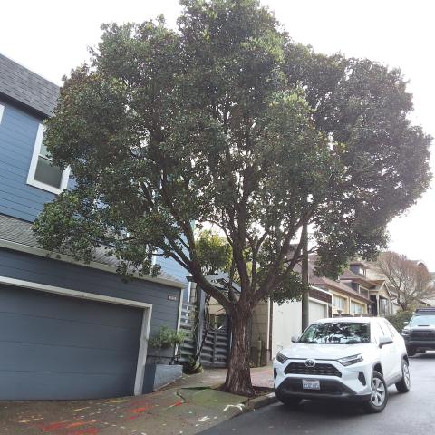 1911 Diamond St. tree