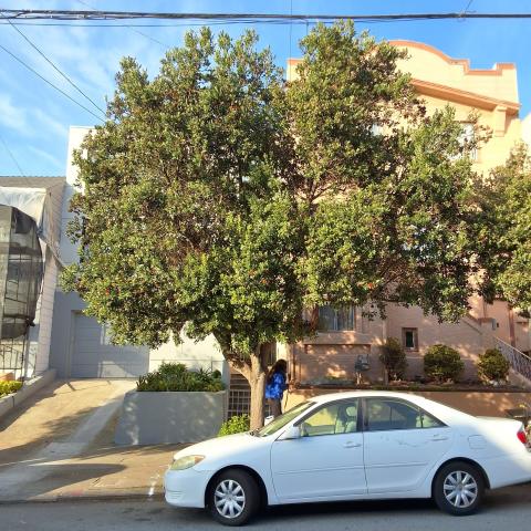 3126 Balboa St tree