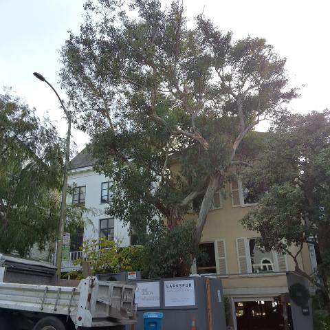 3969 Washington St tree
